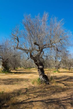 İstila edilmiş zeytin ağaçları (bakteri Xylella Fastidiosa), Salento, Puglia, İtalya