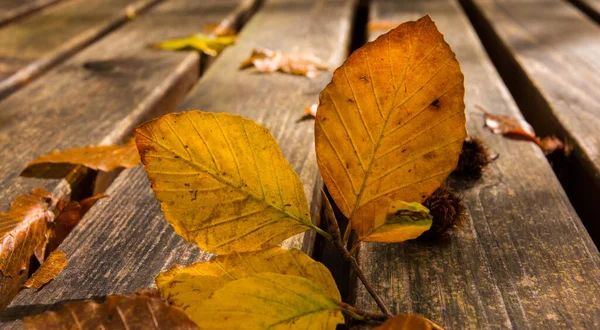 Dode Bladeren Bank Herfst Herfst Achtergrond Loof Het Nationale Park — Stockfoto