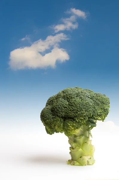 Tree of broccoli