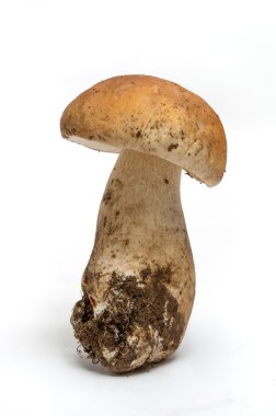 Porcini