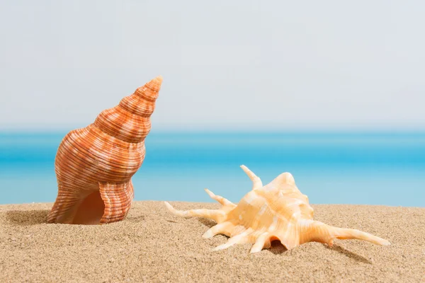 På stranden — Stockfoto