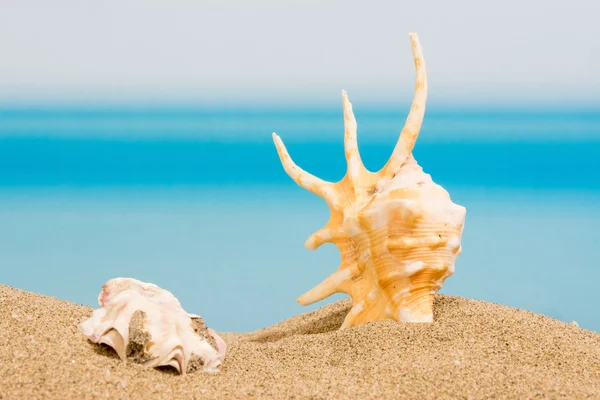 Op het strand — Stockfoto