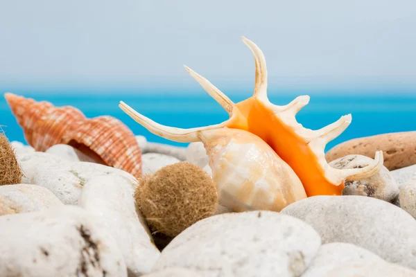 Stones and seashell on the beach — Stockfoto