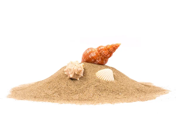 Seashell på sand, vit bakgrund — Stockfoto