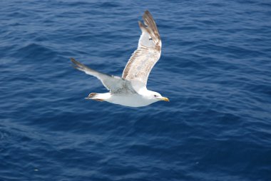 Martı sinek içinde