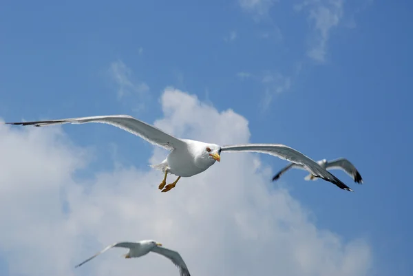 Seagull in fly — Stock Photo, Image