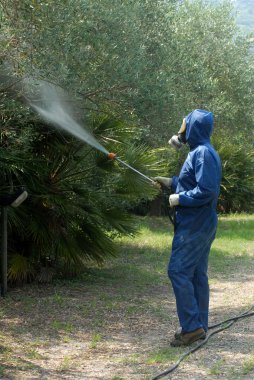 İşçi spreyler dezenfektan zeytin ağaçları
