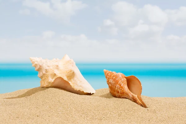 Schelpen op het strand — Stockfoto