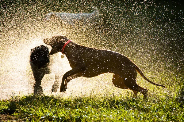 Dogs playing at the park spouting water, backlight view — Stock Photo, Image