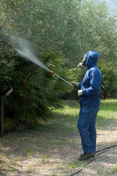 Obrero pulveriza desinfectante sobre olivos —  Fotos de Stock