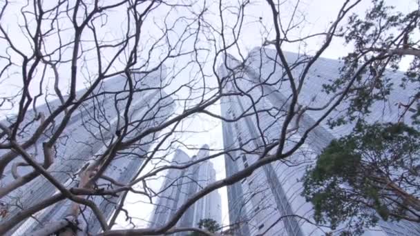 Skyscrapers through the branches — Stock Video