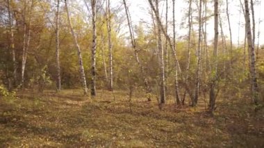 Sonbahar ormandaki Panorama.