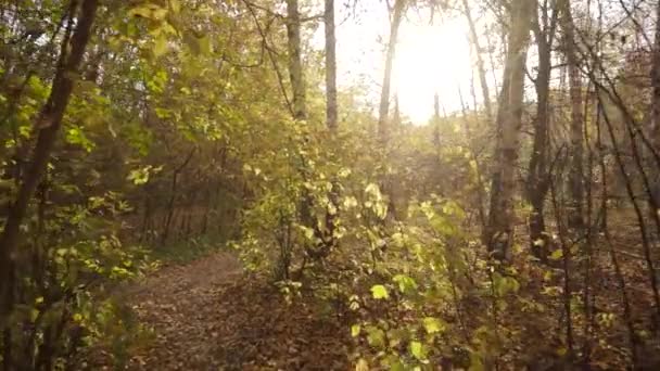 Im herbstlichen Wald bei sonnigem Tag. — Stockvideo