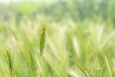 Kırsalda yeşil arpa çivileri