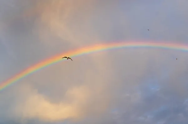 Gabbiano Che Attraversa Arcobaleno Cielo Nuvoloso — Foto Stock