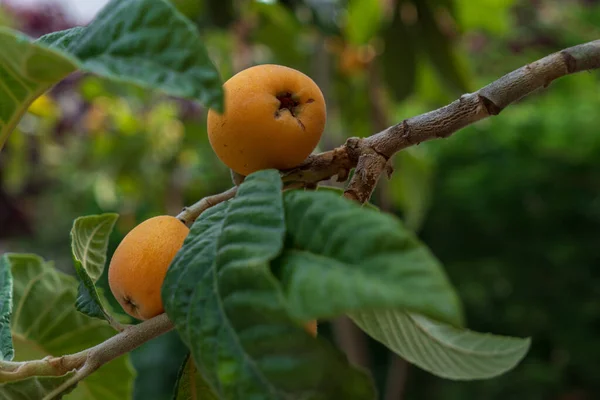 Ağacın içinde sulu ve lezzetli loquats