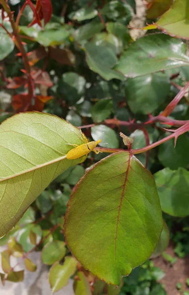 Gorgojo Amarillo Comiendo Hojas Verdes — Foto de Stock