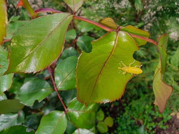 Žluté Weevil Jíst Zelené Listy — Stock fotografie