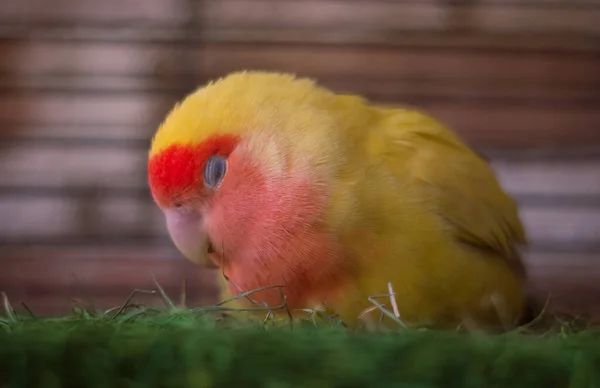 Fluffy Red Yellow Lovebird Sleeping Grass — Stock Photo, Image