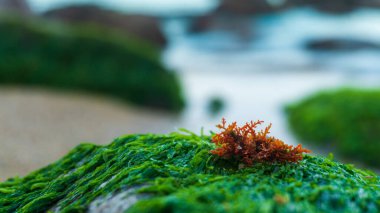Arkasında Akdeniz olan yosunlu bir kayanın üzerinde izole edilmiş turuncu mercan.