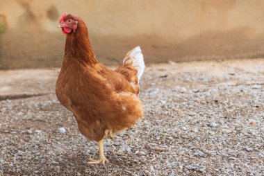 Bahçede yatan sevimli genç tavuk.