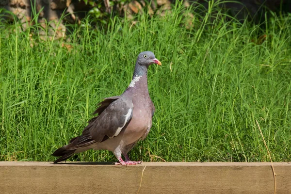 Nette Ringeltaube Die Auf Gras Einem Garten Spaziert Kolumba Palumbus — Stockfoto