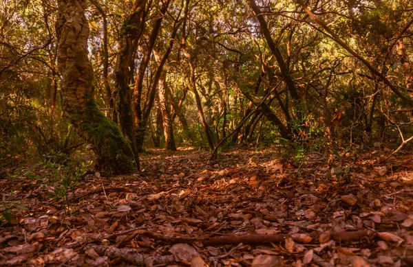 Forêt Automnale Avec Feuilles Tombées Chênes Lièges Paysage Typique Automne — Photo