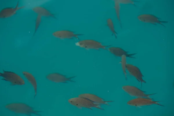 Turquesa Ondas Reflexão Com Monte Peixes Nadando Debaixo Água Mar — Fotografia de Stock