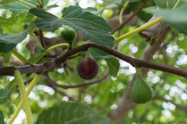 Ficus Carica 'nın bir dalında farklı türde olgunluk üzerine üç incir ve arka planda bulanık yapraklar.