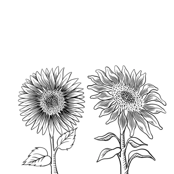 Conjunto de semillas de girasol y dibujo de flores. Ilustración aislada dibujada a mano Ingrediente alimenticio esbozo vintage. — Foto de Stock