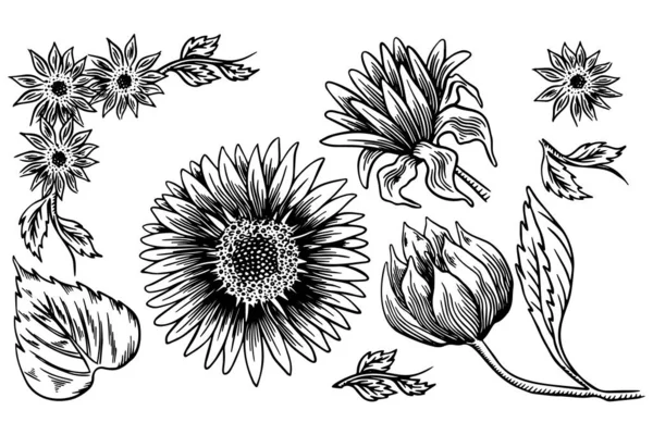 Slunečnicová semínka a kresba květin. Ručně kreslené izolované ilustrace. Skica složky potravin vinobraní. — Stockový vektor