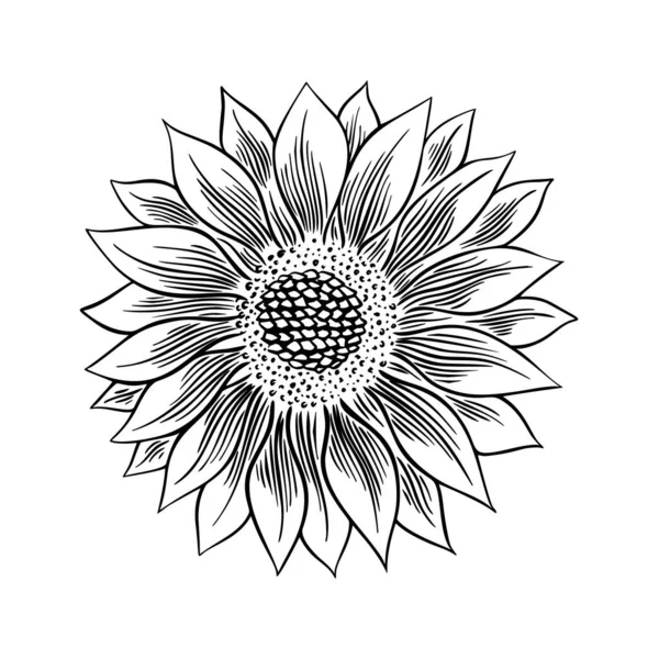 Biji bunga matahari dan gambar bunga ditetapkan. Ilustrasi yang terisolasi dengan tangan. Sketsa vintage bahan makanan. - Stok Vektor