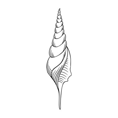 Deniz kabuğu ince çizgi simgesi, hayvan ve su altı, kabuk işareti vektör grafikleri, beyaz arka planda doğrusal desen, 10 birim.