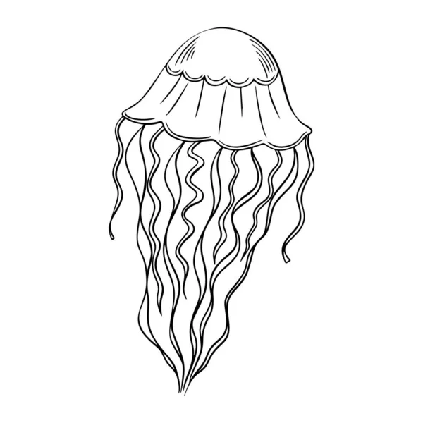 Jellyfish περίγραμμα χέρι-σχέδιο doodle θαλάσσιο σκίτσο, υποβρύχια ταινία ζελέ ψάρια, medusa γραμμή τέχνης σχέδιο ζώο, τατουάζ σκίτσο . — Διανυσματικό Αρχείο