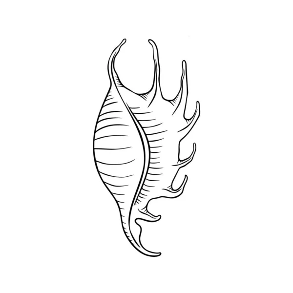 Seashell thin line icon, Tier und Unterwasser, Muschelzeichenvektorgrafik, ein lineares Muster auf weißem Hintergrund, Folge 10. — Stockvektor
