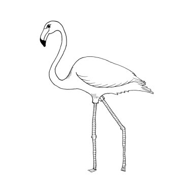 hand draw flamingo style sketch for the decoration of cards, gifts, textiles, colorings on a white background