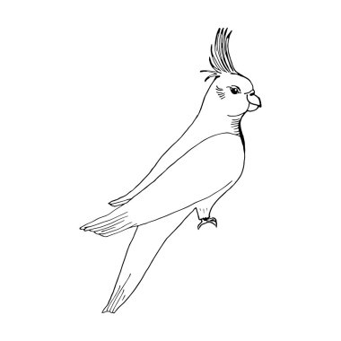 Parrot hand draw style sketch for registration cards, textiles, coloring, tattoo white