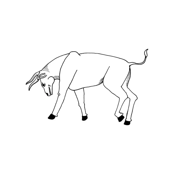 Mano dibujar un toro en frente antes de la lucha en el estilo del boceto para diseñar carteles, tarjetas, tatuajes — Vector de stock