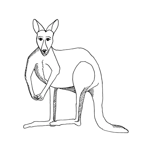 Dessiner à la main un croquis de style kangourou pour les cartes d'enregistrement, textiles, coloriage, tatouage blanc — Image vectorielle