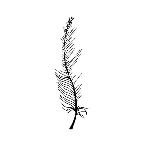 Hand draw bird feather style sketch for registration cards, textiles, coloring, tattoo white — 스톡 벡터