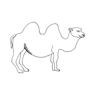 hand draw camel in the style of the sketch to design cards, textiles, coloring, tattoo white