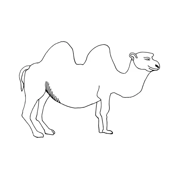 Mão desenhar camelo no estilo do esboço para projetar cartões, têxteis, colorir, tatuagem branca — Vetor de Stock