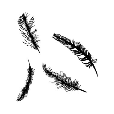 hand draw set of feathers on a white background