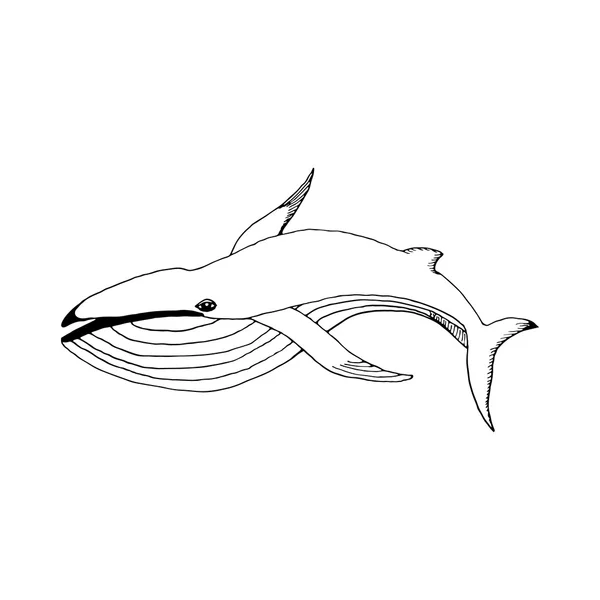 Mano disegnare una balena — Vettoriale Stock