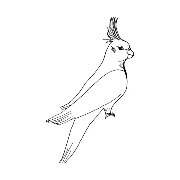 Styl szkic papuga rysować ręka — Wektor stockowy