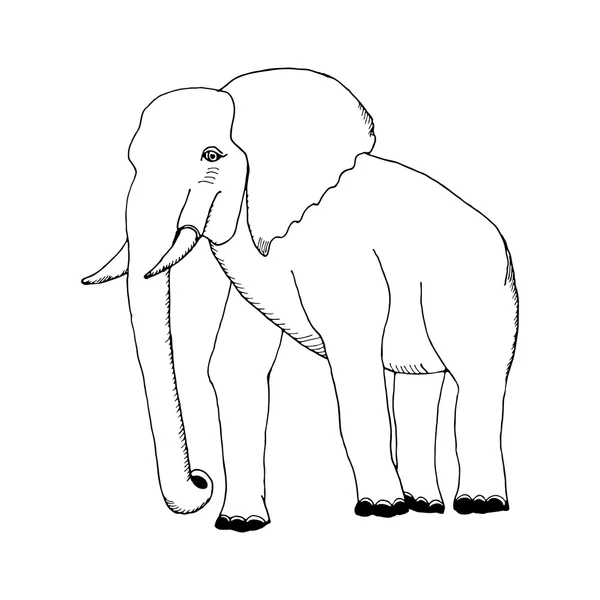 Mão desenhar um esboço no estilo de um elefante —  Vetores de Stock