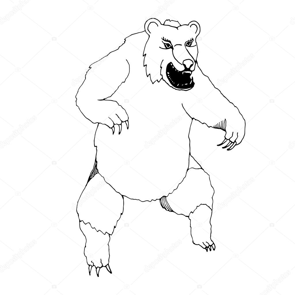 Bear Sketch Drawing Hand Draw Bear Style Sketch Stock