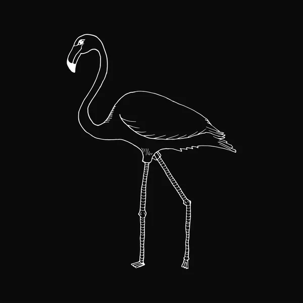 Monochromatyczne rękę wyciągnąć flamingo styl szkic — Wektor stockowy
