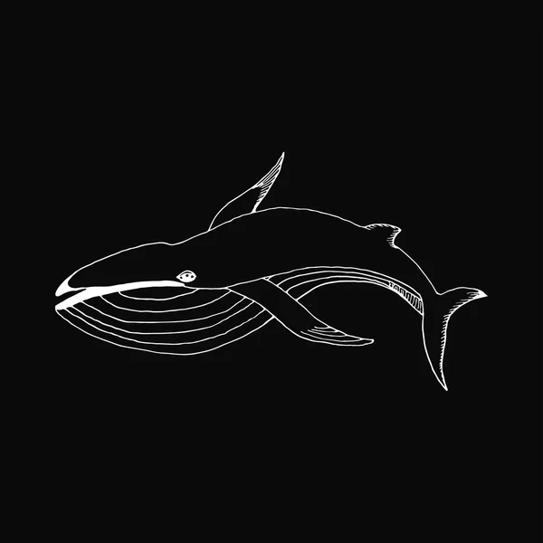 Mano monocromática dibujar una ballena — Vector de stock