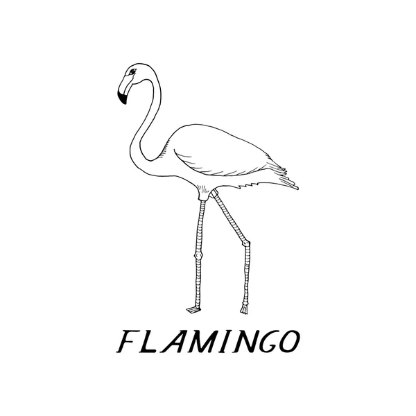 Hand Rita flamingo stil skiss — Stock vektor
